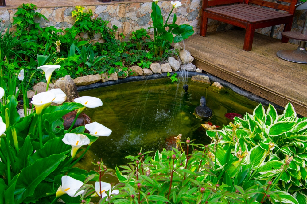 bassin de jardin